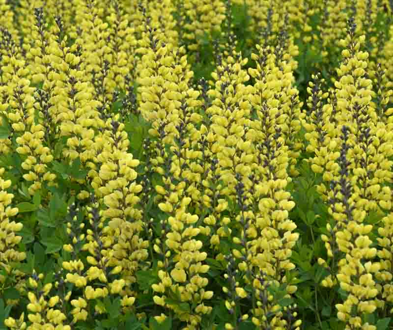 baptisia-lemon-meringue-false-indigo